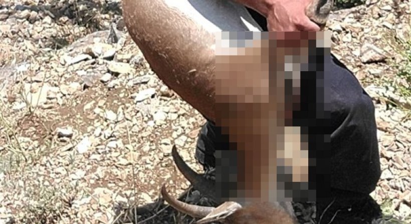 Yavru geyiği vuran 'Kaçak Katiller' saklandıkları ormanda yakalandı