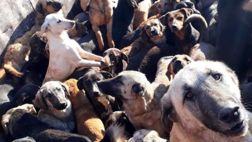 Yaylalardan toplanan sahipsiz köpekler Alanya'ya getirildi