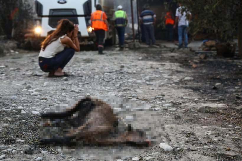 Gün ağardı içimiz daha da yandı: İşte Manavgat'ta son durum