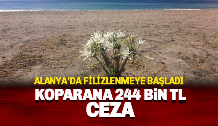 244 Bin TL cezası var: Alanya'da Kum Zambağı filizlendi