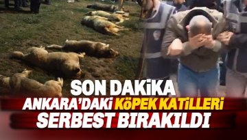 Şoke eden karar: Ankara’daki köpek katilleri serbest bırakıldı