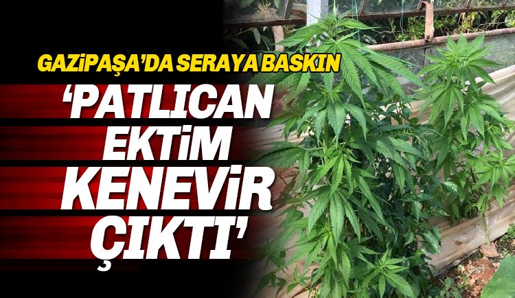 Gazipaşa'da Bir Serada Hint Keneviri Yakalandı