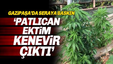 Gazipaşa'da Bir Serada Hint Keneviri Yakalandı