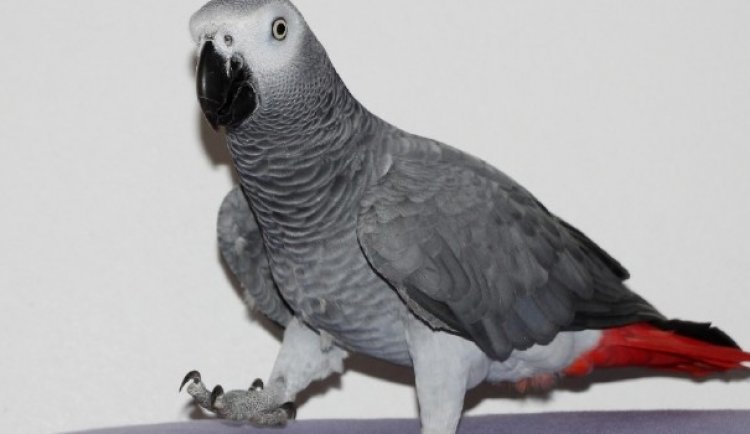 Polis baskınını haber veren papağan gözaltına alındı