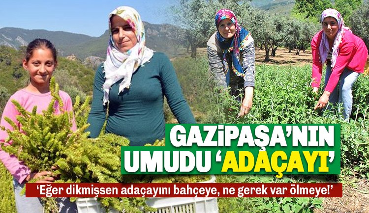 Gazipaşa'nın umudu Adaçayı: İşte Mucizenin Adı Adaçayı