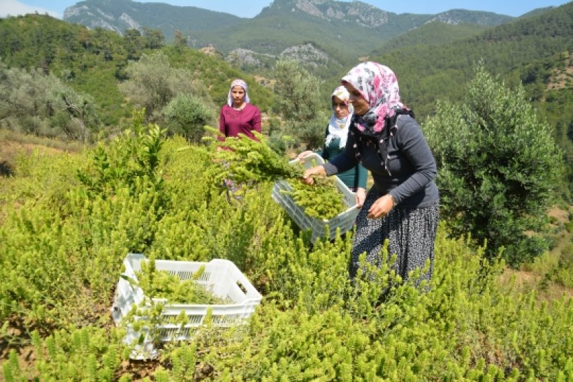 Gazipaşa'nın umudu Adaçayı: İşte Mucizenin Adı Adaçayı