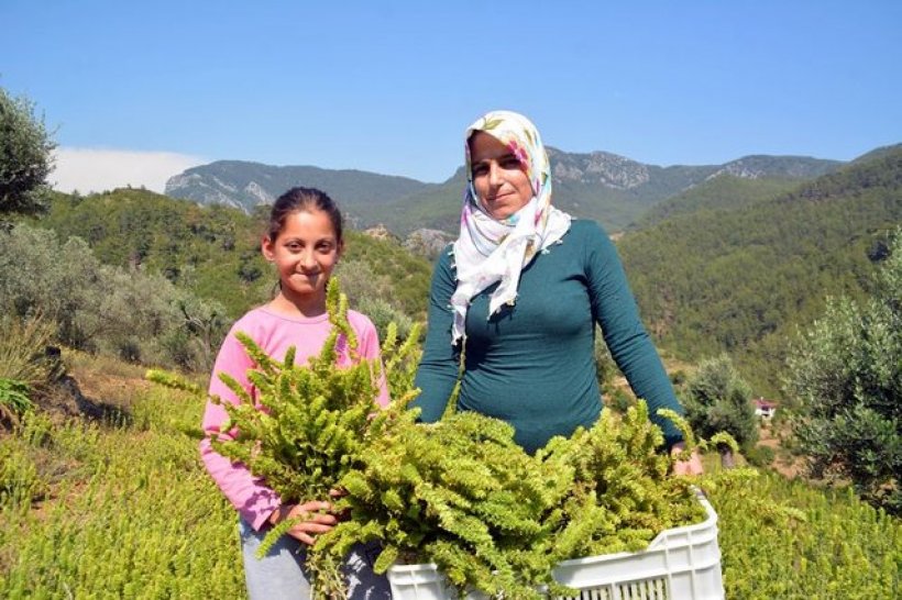 Gazipaşa'nın umudu Adaçayı: İşte Mucizenin Adı Adaçayı