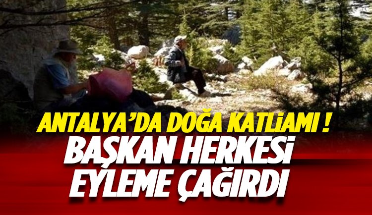Antalya'da sedir ağaçları katledilecek: Başkandan vatandaşa çağrı