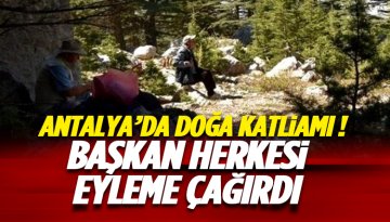 Antalya'da sedir ağaçları katledilecek: Başkandan vatandaşa çağrı