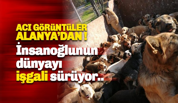 İddiaya göre, Yaylalardan toplanan sahipsiz köpekler Alanya'ya getirildi