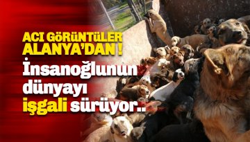 İddiaya göre, Yaylalardan toplanan sahipsiz köpekler Alanya'ya getirildi