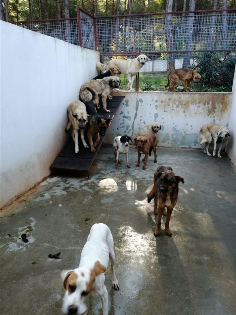 Yaylalardan toplanan sahipsiz köpekler Alanya'ya getirildi