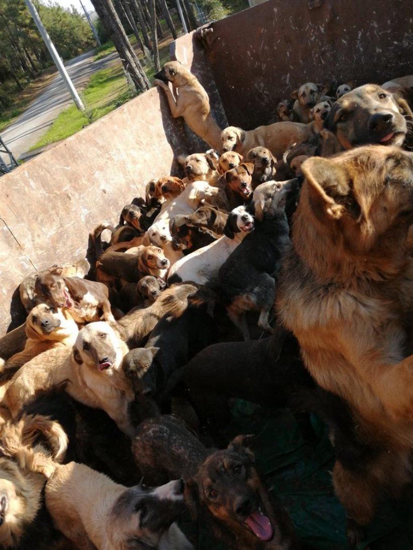 Yaylalardan toplanan sahipsiz köpekler Alanya'ya getirildi