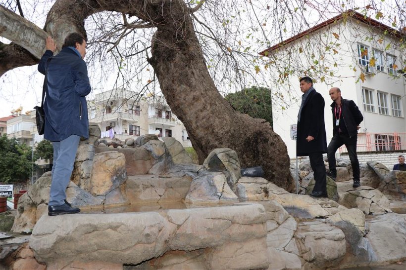 Korumaya değer ağaçlar için ne her şey yapılacak