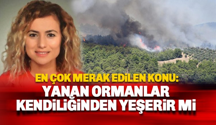 Kızılçam ve Maki Bitki Örtüsü yangın sonrası yeniden çimlenip yeşerir mi