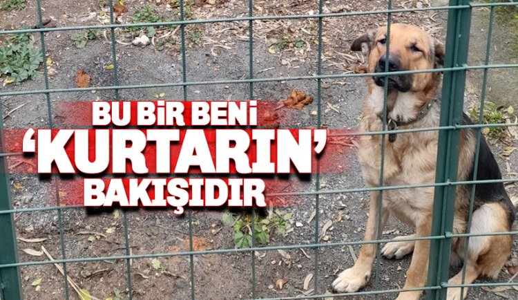 Konaklı'da tutsak edilen bir can: Bu Canı Kurtarın!