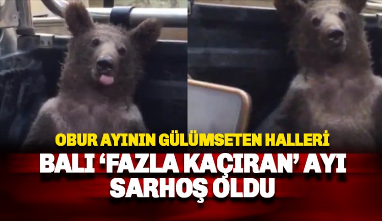 Balı fazla kaçıran AYI kendinden geçip sarhoş oldu