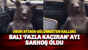 Balı fazla kaçıran AYI kendinden geçip sarhoş oldu