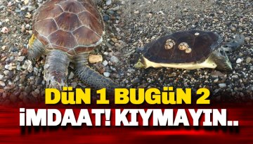 Alanya Yeşilöz Sahili: İmdaaat! Caretta Katliamı başladı