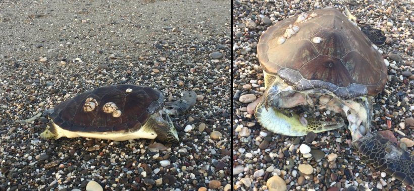 Alanya Yeşilöz Sahili: İmdaaat! Caretta Katliamı başladı
