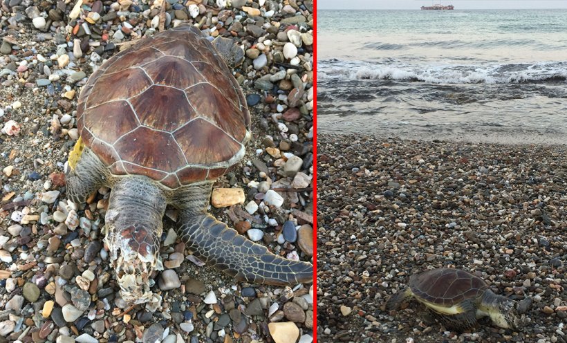 Alanya Yeşilöz Sahili: İmdaaat! Caretta Katliamı başladı