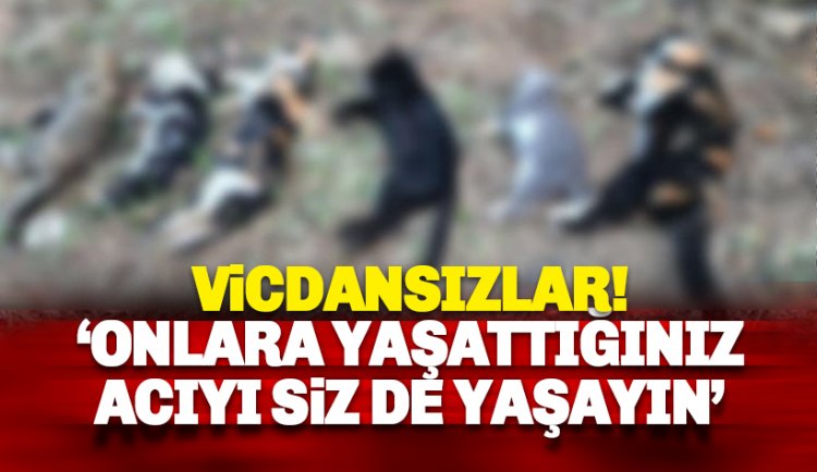 Alanya'da bir sitede insanlık dışı olay: 20 kediyi..