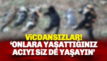 Alanya'da bir sitede insanlık dışı olay: 20 kediyi..