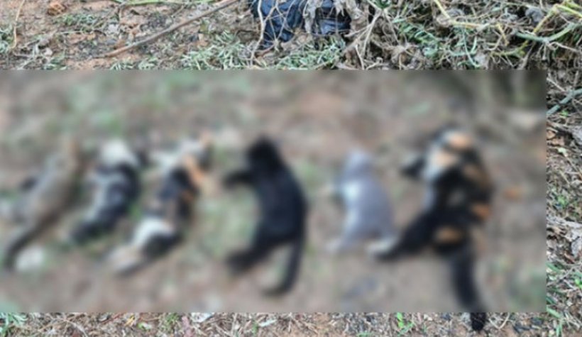 Alanya'da bir sitede insanlık dışı olay: 20 kediyi..