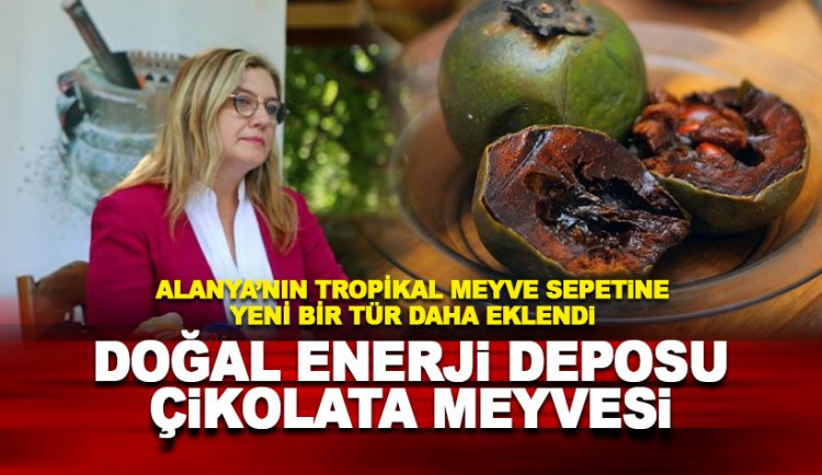 Alanya'nın tropikal meyve sepetine yeni bir tür daha: Çikolata meyvesi