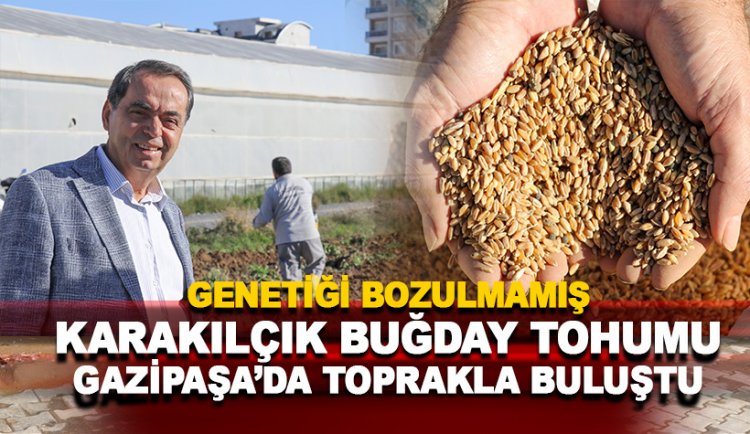 Ata Tohumu Karakılçık Buğdayı Gazipaşa'da toprakla buluştu