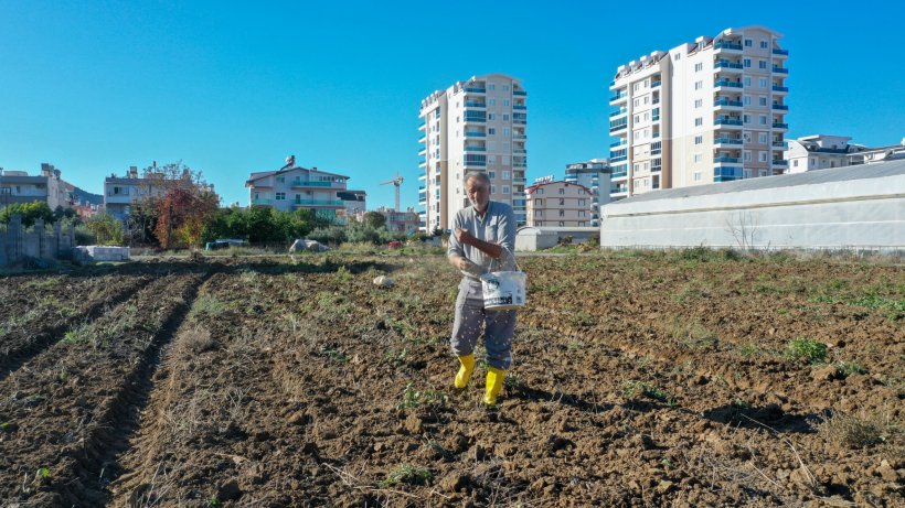 Ata Tohumu Karakılçık Buğdayı Gazipaşa'da toprakla buluştu