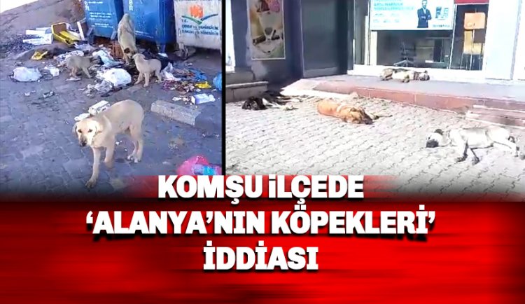 Alanya'nın komşu köyleri sahipsiz köpeklerle doldu!