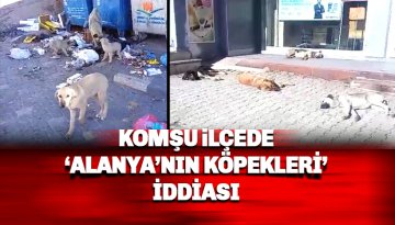 Alanya'nın komşu köyleri sahipsiz köpeklerle doldu!