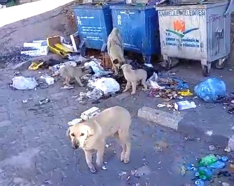 Alanya'nın komşu köyleri sahipsiz köpeklerle doldu!