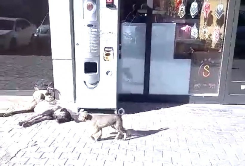 Alanya'nın komşu köyleri sahipsiz köpeklerle doldu!