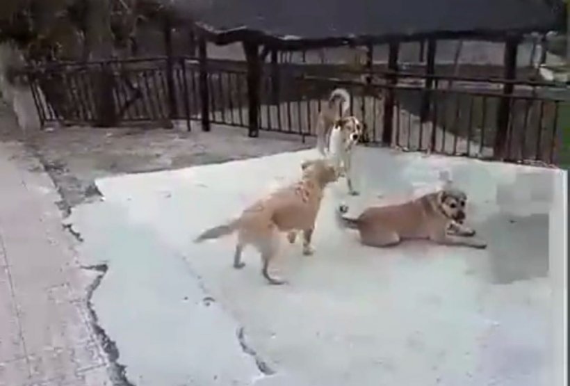 Alanya'nın komşu köyleri sahipsiz köpeklerle doldu!