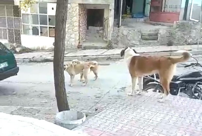Alanya'nın komşu köyleri sahipsiz köpeklerle doldu!