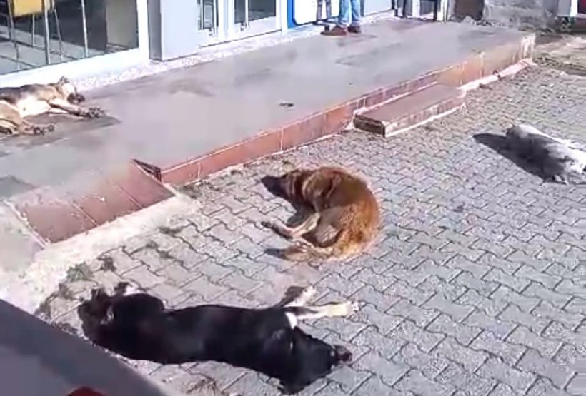 Alanya'nın komşu köyleri sahipsiz köpeklerle doldu!