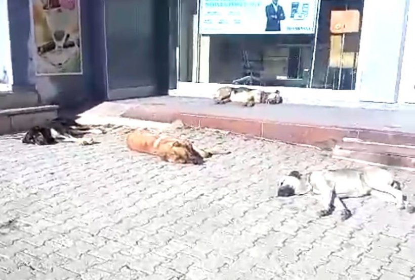 Alanya'nın komşu köyleri sahipsiz köpeklerle doldu!