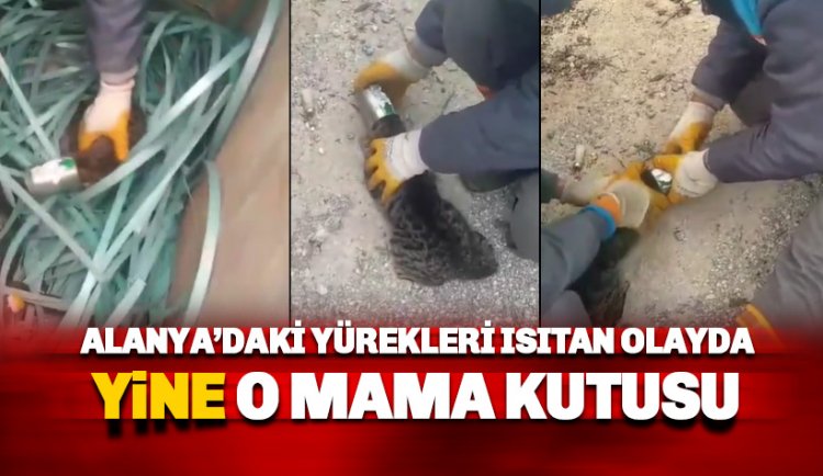 O mama kutusu yine bir cana mal oluyordu