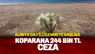 244 Bin TL cezası var: Alanya'da Kum Zambağı filizlendi