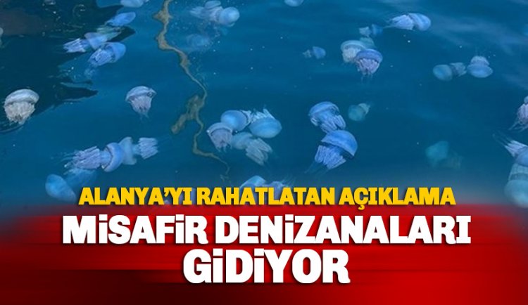 Uzmanlar açıkladı: Misafir denizanaları gidiyor