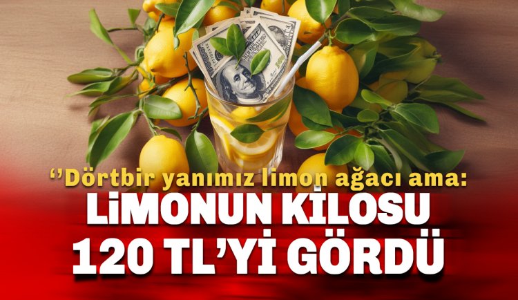 Alanya'da limon kg fiyatı 120 TL'yi gördü