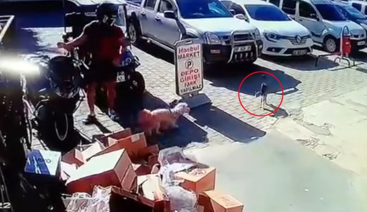 Alanya’da anne kediyi acımasızca tekmeleyen şahıs tutuklandı
