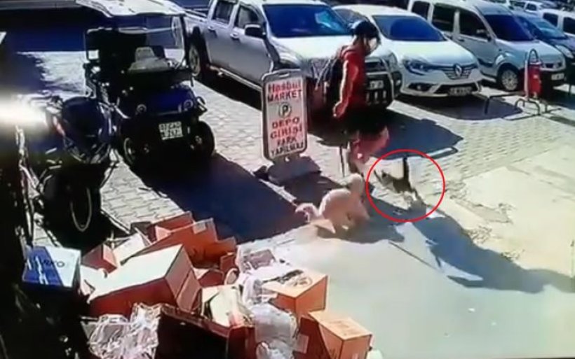 Alanya’da anne kediyi acımasızca tekmeleyen şahıs tutuklandı