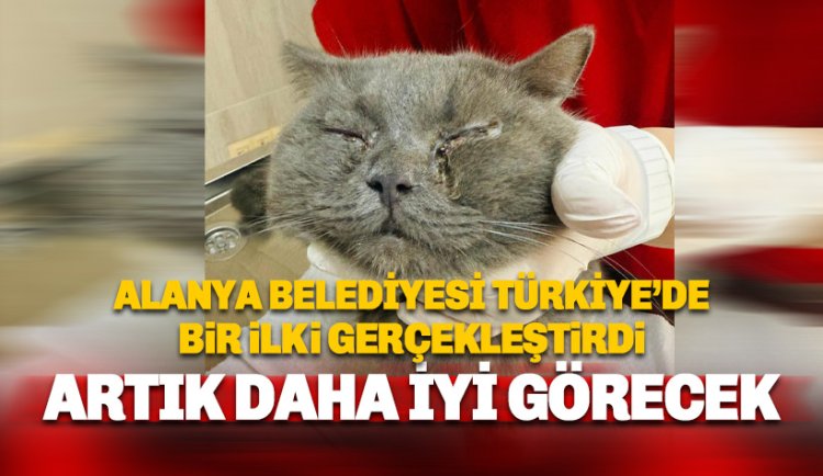 Türkiye'de bir ilk: Belediyeden sokağa terk edilen kediye göz kapağı ameliyatı