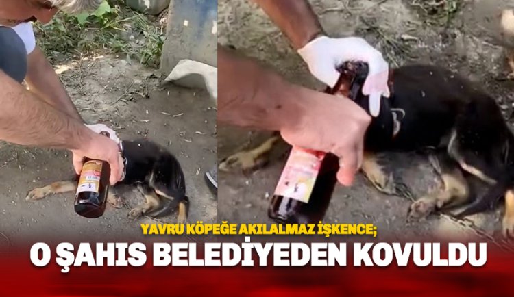 Yavru köpeğe zorla alkol içiren belediye personeli kovuldu