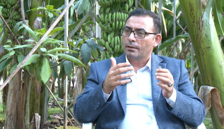 Alanya’da üreticilerden ithal muz tepkisi