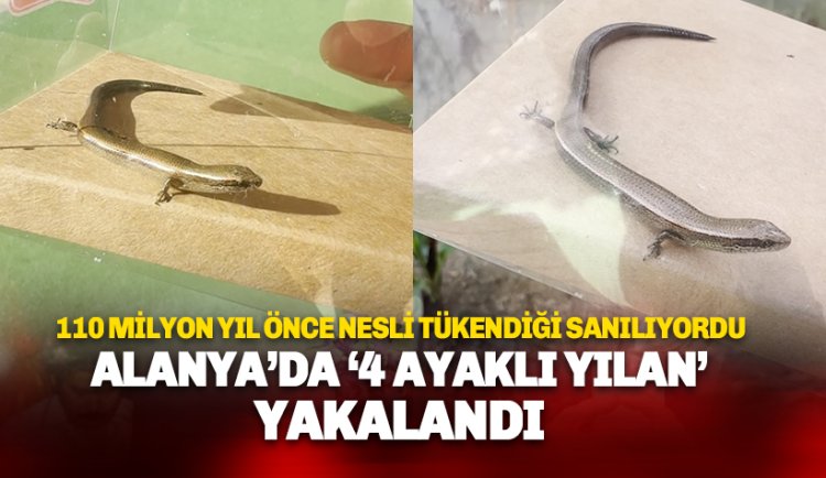 110 Milyon yıl önce nesli tükendiği sanılıyordu:  Alanya'da 4 Ayaklı Yılan Görüntülendi