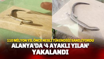 110 Milyon yıl önce nesli tükendiği sanılıyordu:  Alanya'da 4 Ayaklı Yılan Görüntülendi